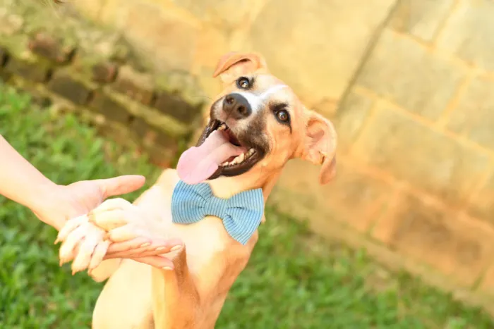 Cachorro raça SRD-ViraLata idade 7 a 11 meses nome Jordan 