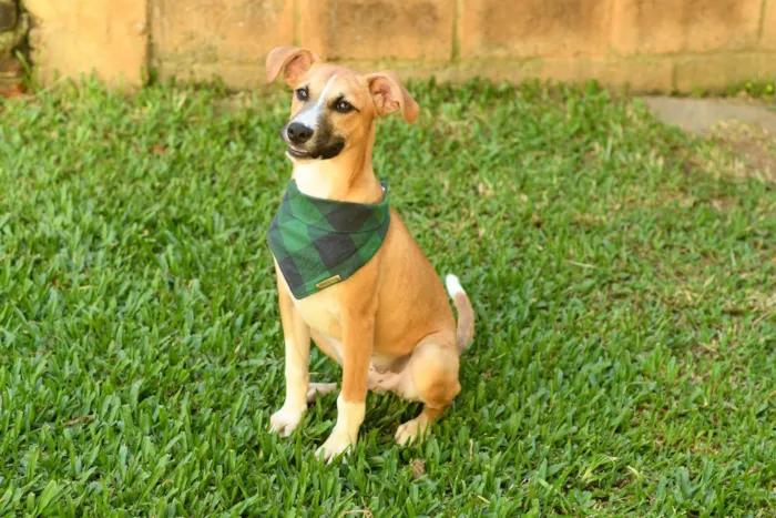 Cachorro raça SRD-ViraLata idade 7 a 11 meses nome Jordan 