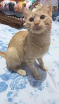 Gato raça SRD-ViraLata idade 7 a 11 meses nome Duque