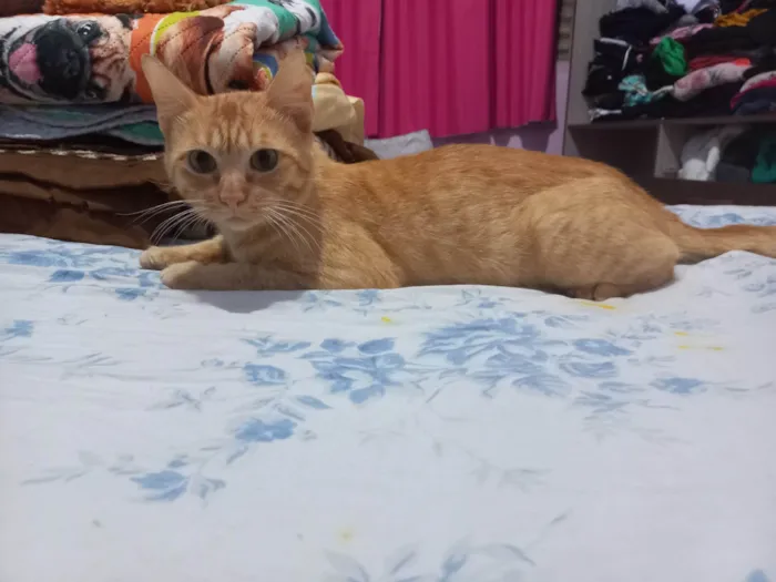 Gato raça SRD-ViraLata idade 7 a 11 meses nome Duque