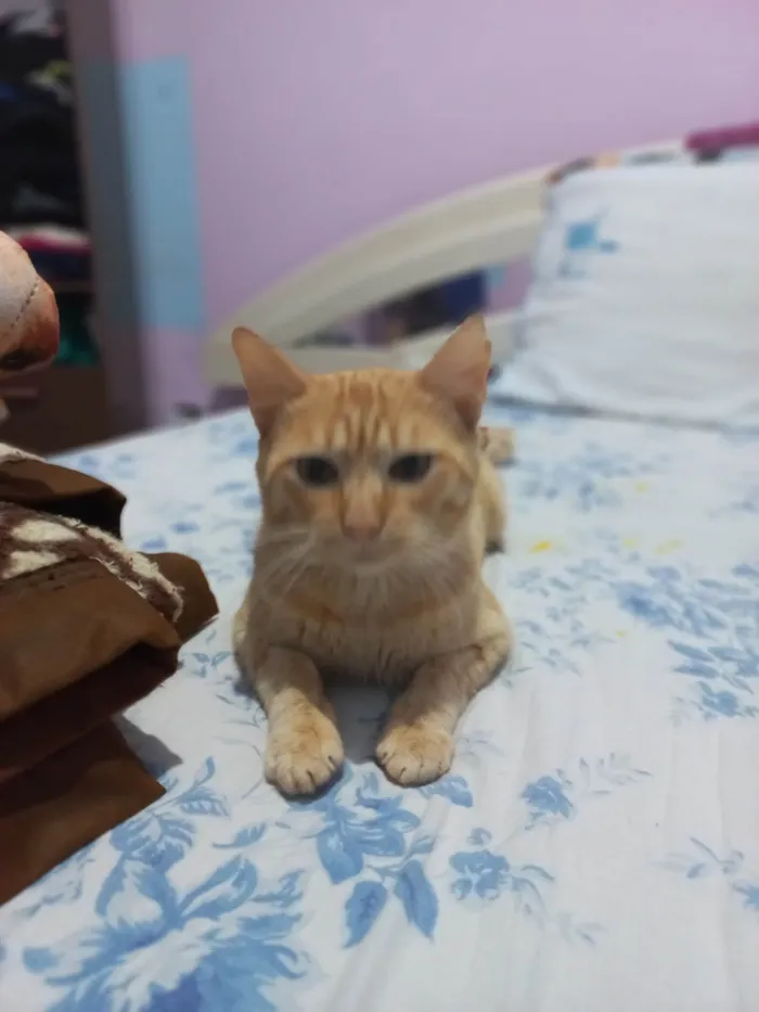 Gato raça SRD-ViraLata idade 7 a 11 meses nome Duque