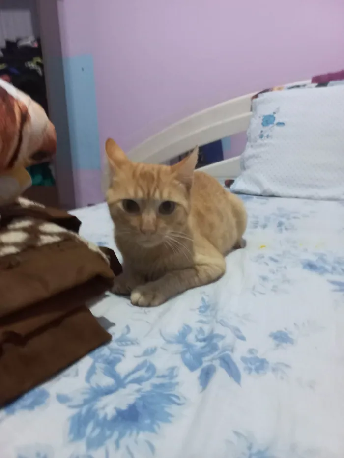 Gato raça SRD-ViraLata idade 7 a 11 meses nome Duque