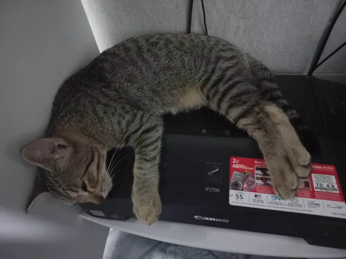 Gato raça SRD-ViraLata idade 2 a 6 meses nome Rajado