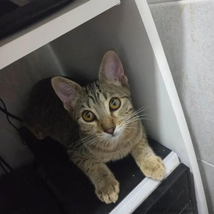 Gato raça SRD-ViraLata idade 2 a 6 meses nome Rajado