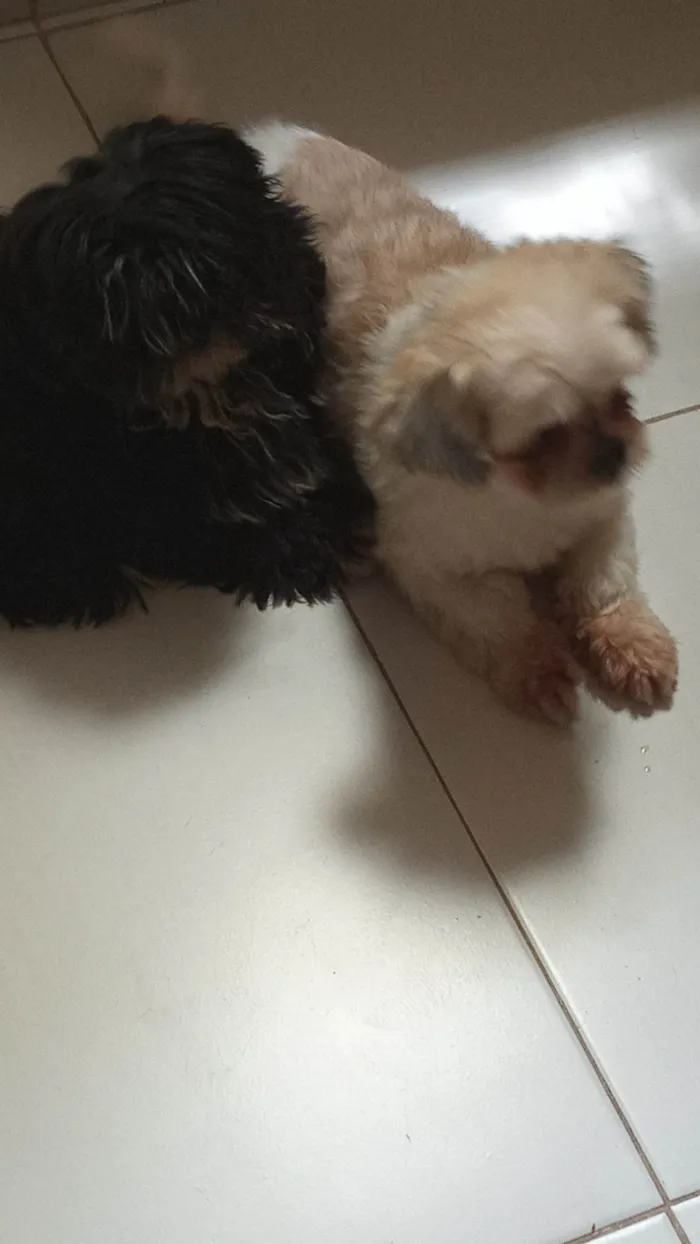 Cachorro ra a Shih-tzu  idade 2 a 6 meses nome Itachi 