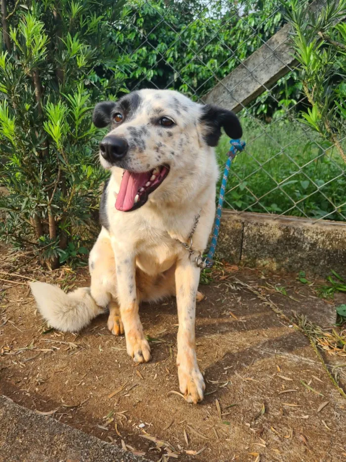 Cachorro ra a Border Collie | Boaideiro idade 4 anos nome Maya