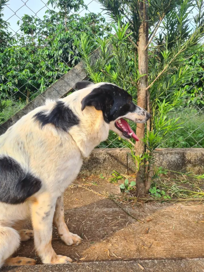 Cachorro ra a Border Collie | Boaideiro idade 4 anos nome Maya