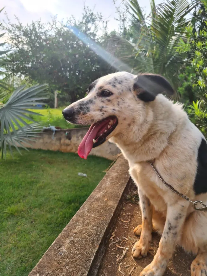 Cachorro ra a Border Collie | Boaideiro idade 4 anos nome Maya