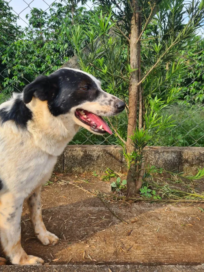 Cachorro ra a Border Collie | Boaideiro idade 4 anos nome Maya