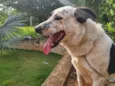 Maya