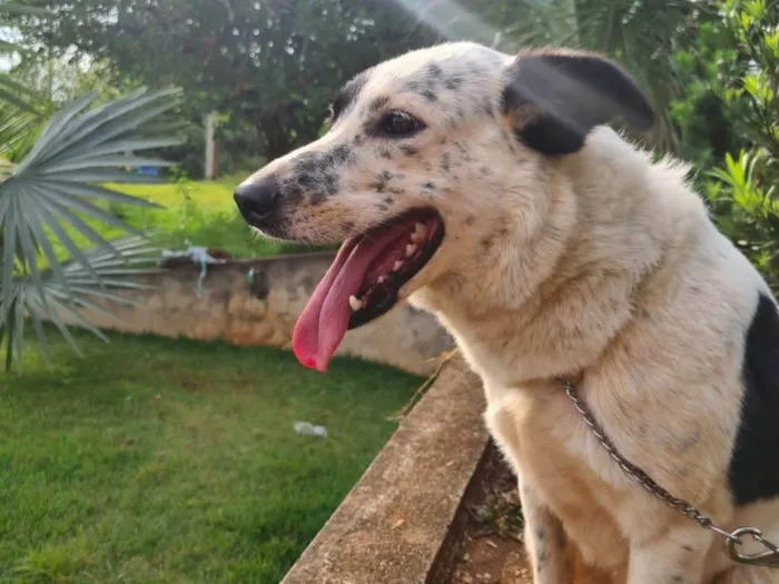 Cachorro ra a Border Collie | Boaideiro idade 4 anos nome Maya