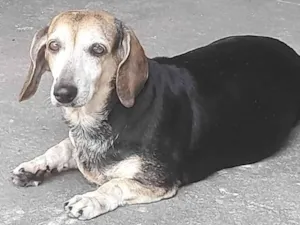 Cachorro raça Basset-Cofap idade 6 ou mais anos nome Duda