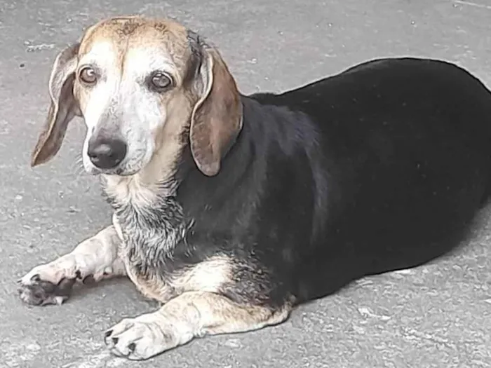 Cachorro ra a Basset-Cofap idade 6 ou mais anos nome Duda