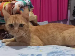 Gato raça SRD-ViraLata idade 7 a 11 meses nome Duque