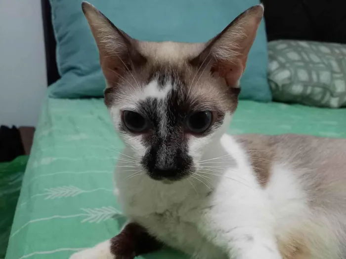 Gato ra a SRD-ViraLata idade 3 anos nome Belinha