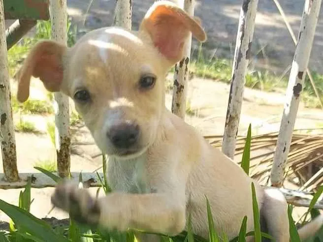 Cachorro ra a SRD-ViraLata idade 2 a 6 meses nome Simba 