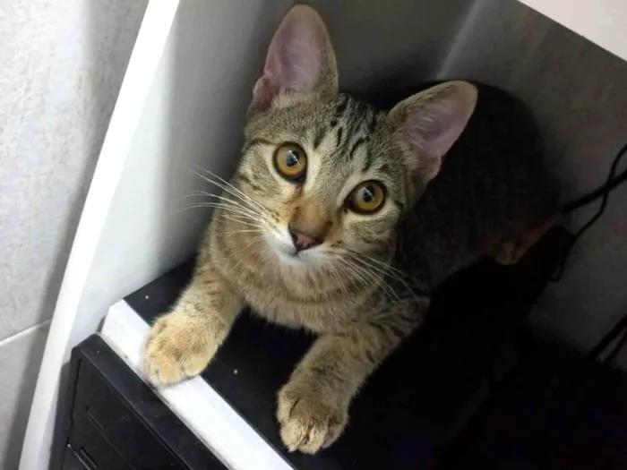 Gato raça SRD-ViraLata idade 2 a 6 meses nome Rajado