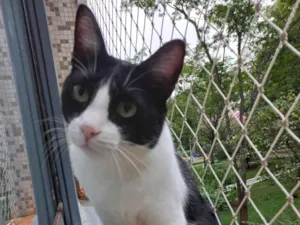 Gato raça Frajola idade 2 anos nome Levi