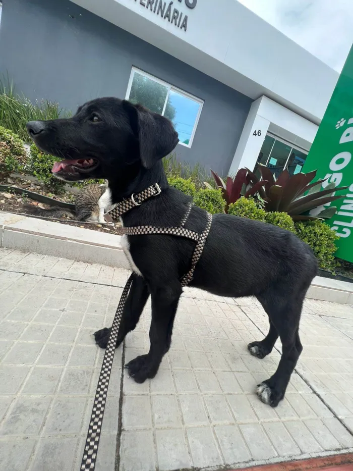 Cachorro raça SRD-ViraLata idade 2 a 6 meses nome Channel