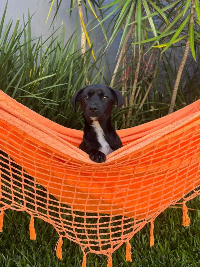 Cachorro raça SRD-ViraLata idade 2 a 6 meses nome Channel