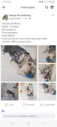 Pipoca