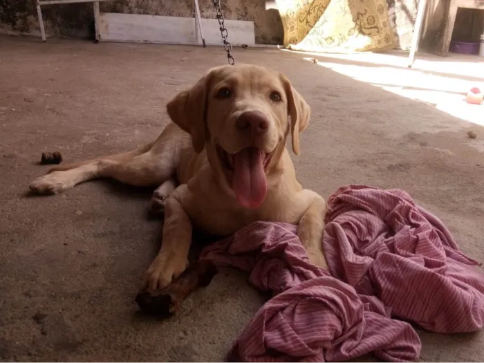 Cachorro ra a Labrador idade 4 anos nome Marley 