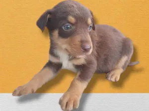 Cachorro raça Rottweiler idade Abaixo de 2 meses nome Filhotes