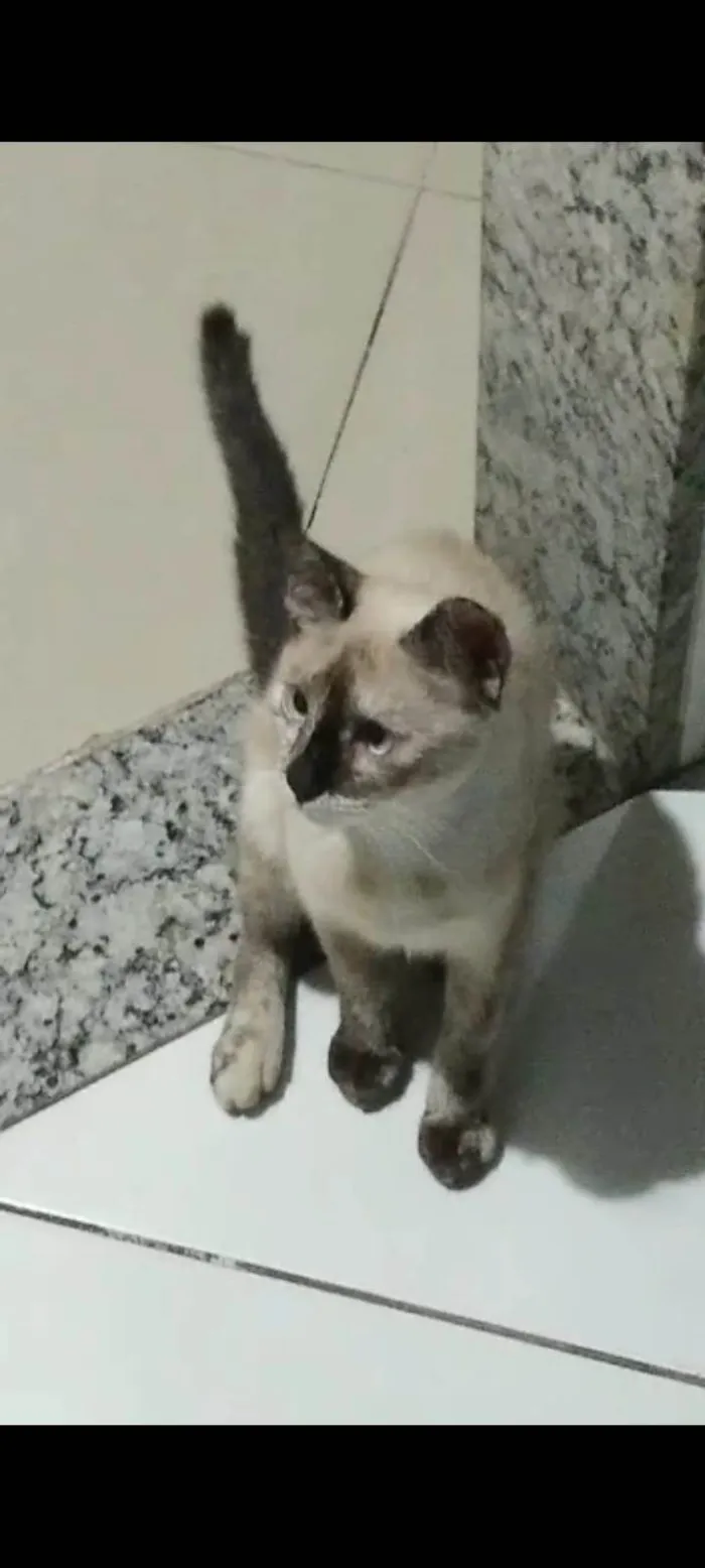 Gato ra a SRD-ViraLata idade 7 a 11 meses nome Sem nome