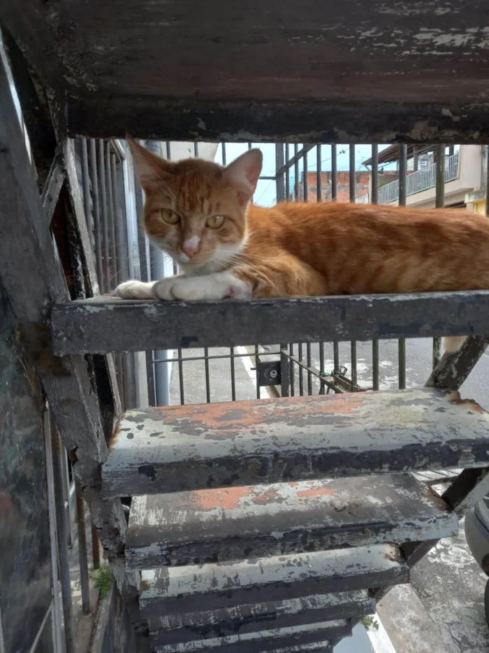 Gato raça Garfilde idade 7 a 11 meses nome Gatinho