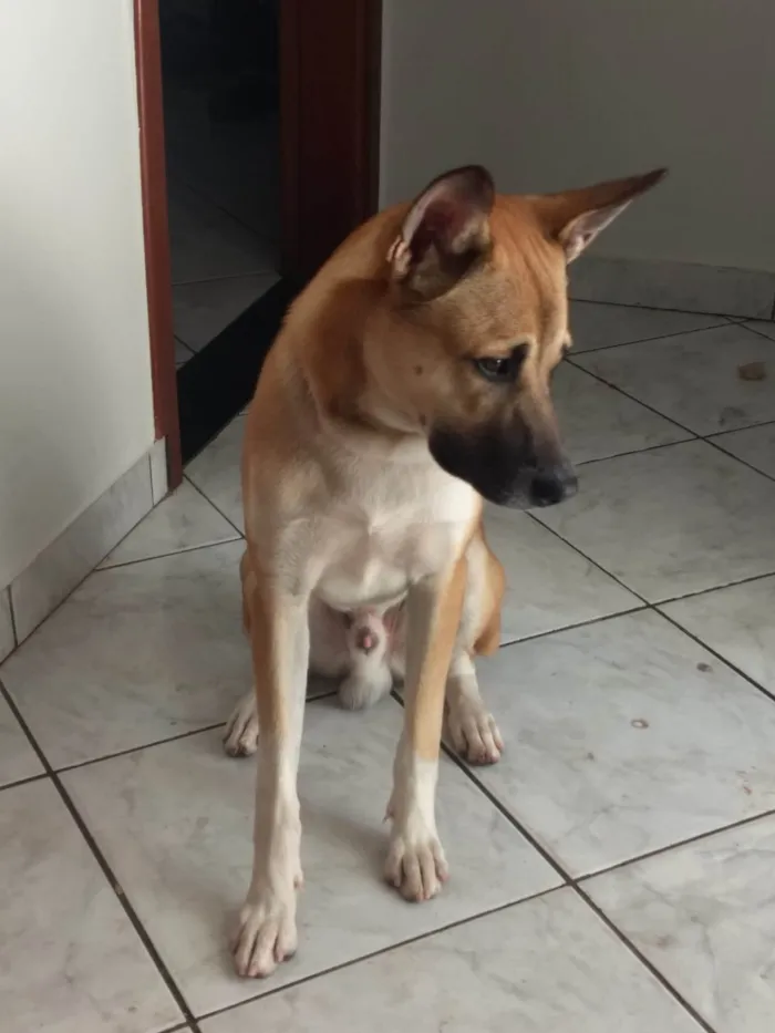 Cachorro ra a SRD-ViraLata idade 2 anos nome Theodoro