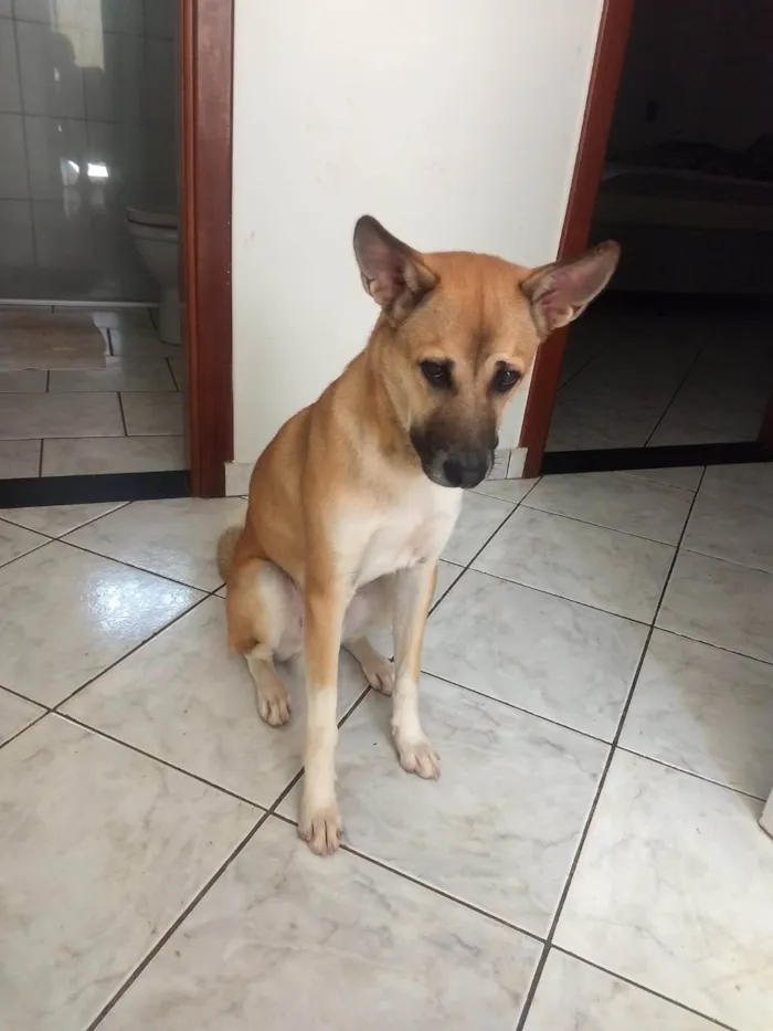 Cachorro ra a SRD-ViraLata idade 2 anos nome Theodoro