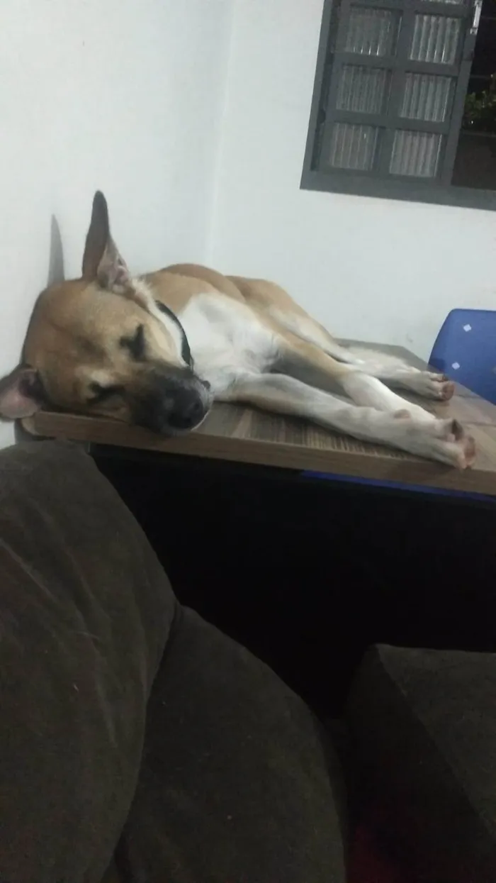 Cachorro ra a SRD-ViraLata idade 2 anos nome Theodoro