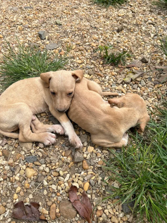 Cachorro ra a SRD-ViraLata idade Abaixo de 2 meses nome Sem nome 