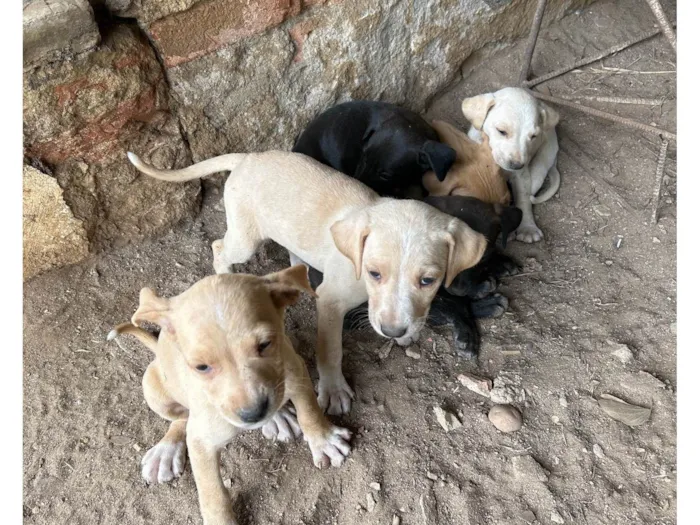 Cachorro ra a SRD-ViraLata idade Abaixo de 2 meses nome Sem nome 