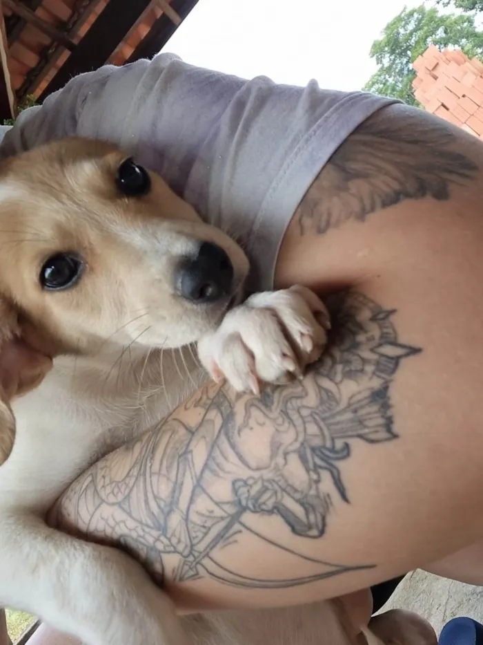 Cachorro ra a SRD-ViraLata idade 2 a 6 meses nome Filhote Fêmea Marrom/Branco