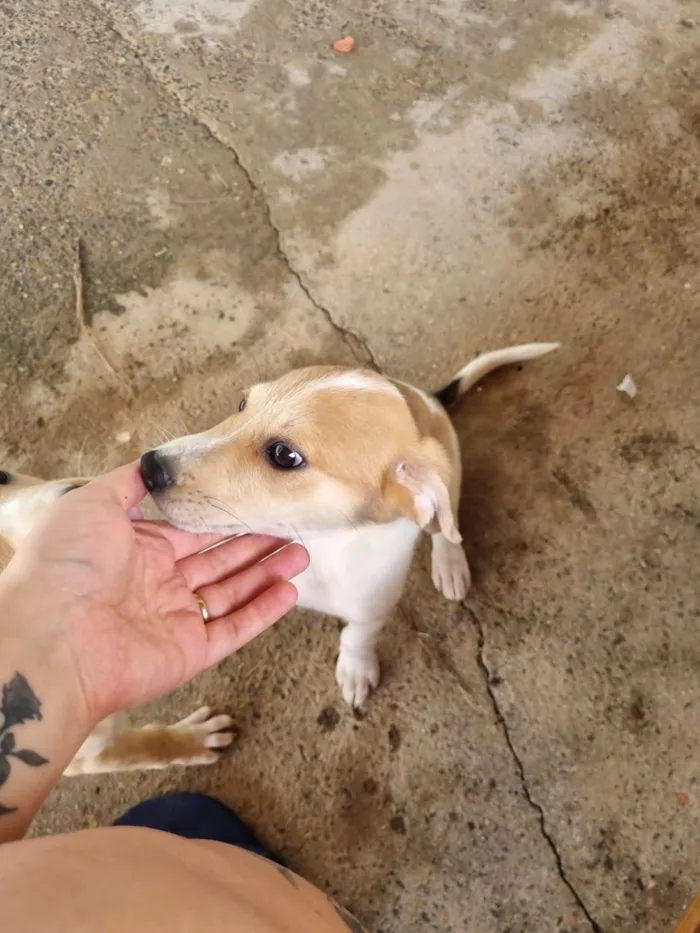 Cachorro ra a SRD-ViraLata idade 2 a 6 meses nome Filhote Fêmea Marrom/Branco