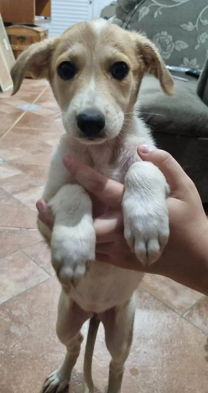 Cachorro ra a SRD-ViraLata idade 2 a 6 meses nome Filhote Fêmea Marrom/Branco