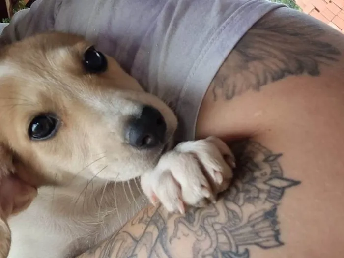 Cachorro ra a SRD-ViraLata idade 2 a 6 meses nome Filhote Fêmea Marrom/Branco