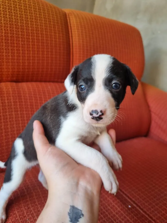 Cachorro ra a SRD-ViraLata idade 2 a 6 meses nome Filhote Fêmea Preto/Branco