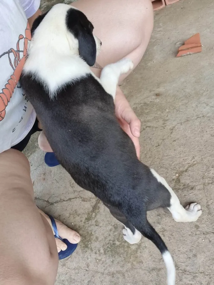 Cachorro ra a SRD-ViraLata idade 2 a 6 meses nome Filhote Fêmea Preto/Branco