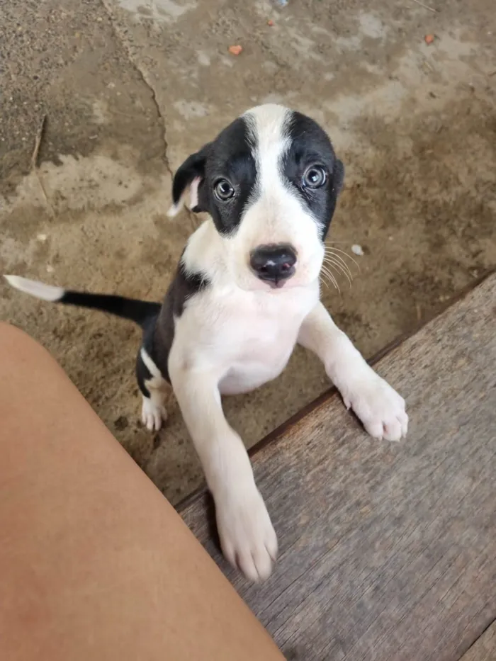 Cachorro ra a SRD-ViraLata idade 2 a 6 meses nome Filhote Fêmea Preto/Branco