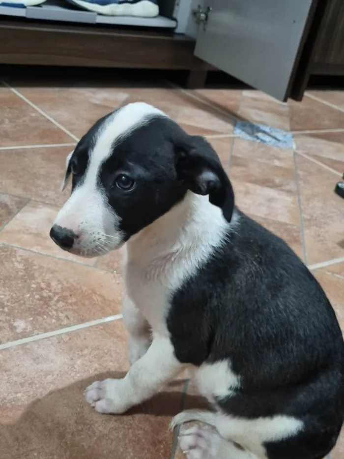 Cachorro ra a SRD-ViraLata idade 2 a 6 meses nome Filhote Fêmea Preto/Branco