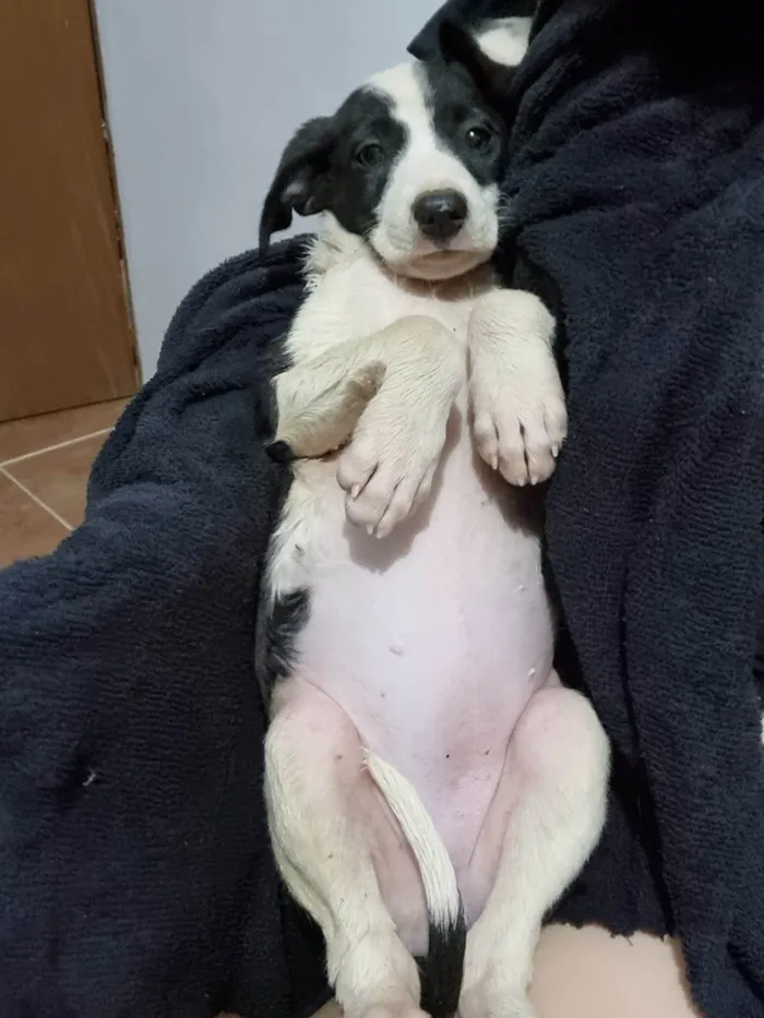 Cachorro ra a SRD-ViraLata idade 2 a 6 meses nome Filhote Fêmea Preto/Branco