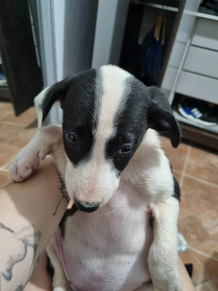 Cachorro ra a SRD-ViraLata idade 2 a 6 meses nome Filhote Fêmea Preto/Branco