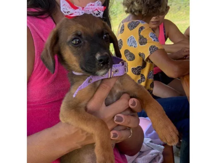 Cachorro ra a SRD-ViraLata idade 2 a 6 meses nome Marron