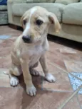 Filhote Fêmea Amarelo/Branco