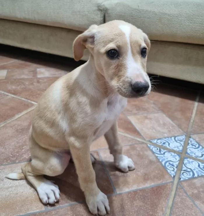 Cachorro ra a SRD-ViraLata idade 2 a 6 meses nome Filhote Fêmea Amarelo/Branco