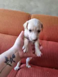 Filhote Fêmea Amarelo/Branco