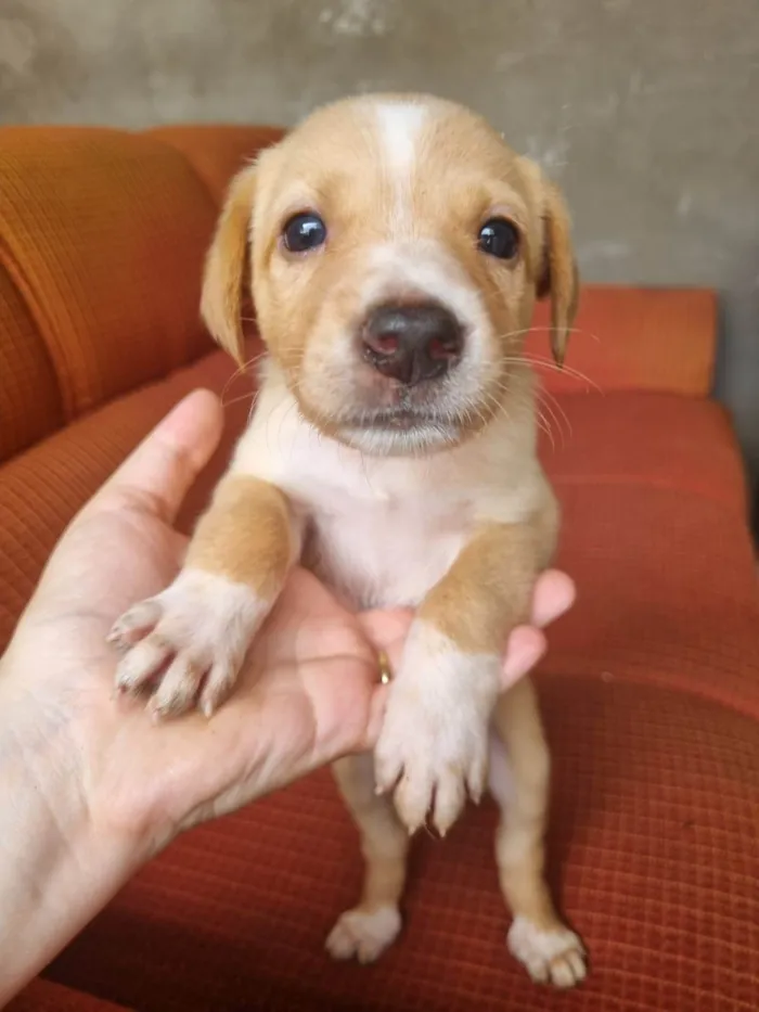 Cachorro ra a SRD-ViraLata idade 2 a 6 meses nome Filhote Macho Caramelo