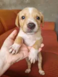 Filhote Macho Caramelo